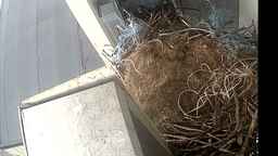 Webcam from Raven's Nest